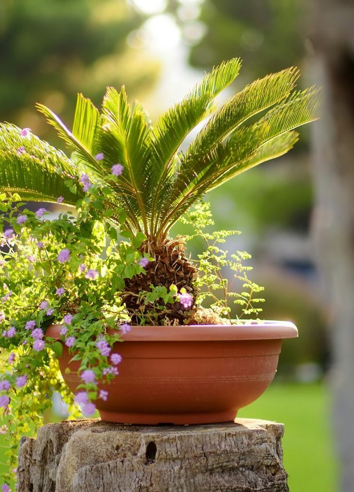 Blumen in einer Straße in Alaró auf Mallorca