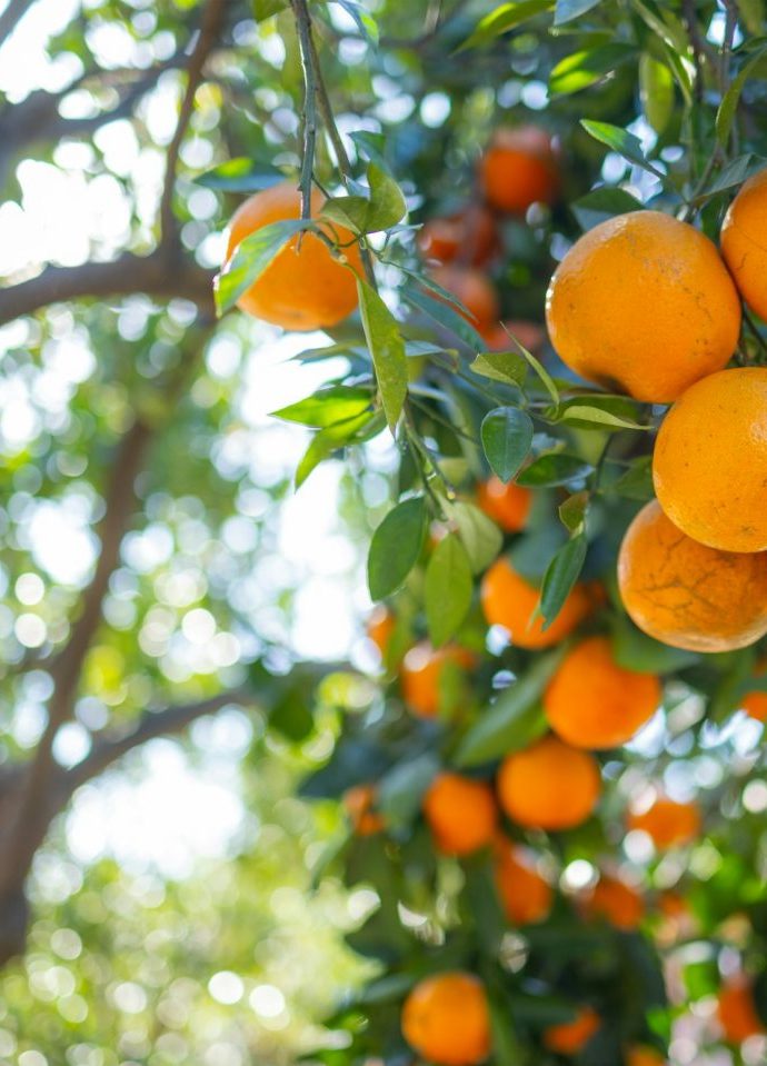 Orangenbaum im Orangengarten in Sóller Mallorca